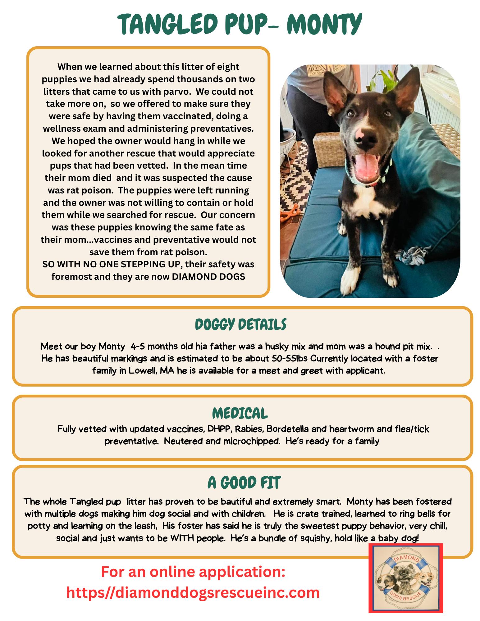 Monty, a Adoptable mixed breed in Billerica, MA image 2/5