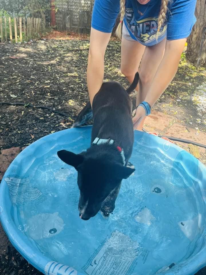 Monty, a Adoptable mixed breed in Billerica, MA image 3/5