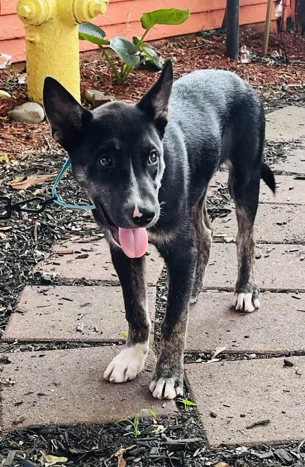 Monty, a Adoptable mixed breed in Billerica, MA image 4/5