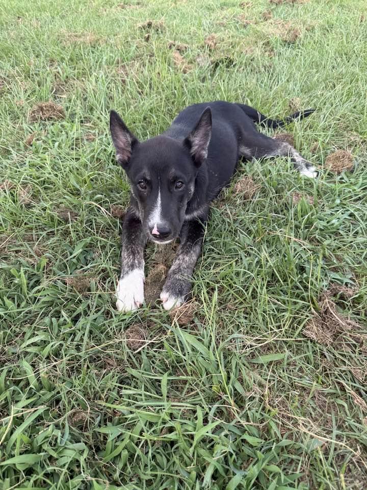 Monty, a Adoptable mixed breed in Billerica, MA image 5/5