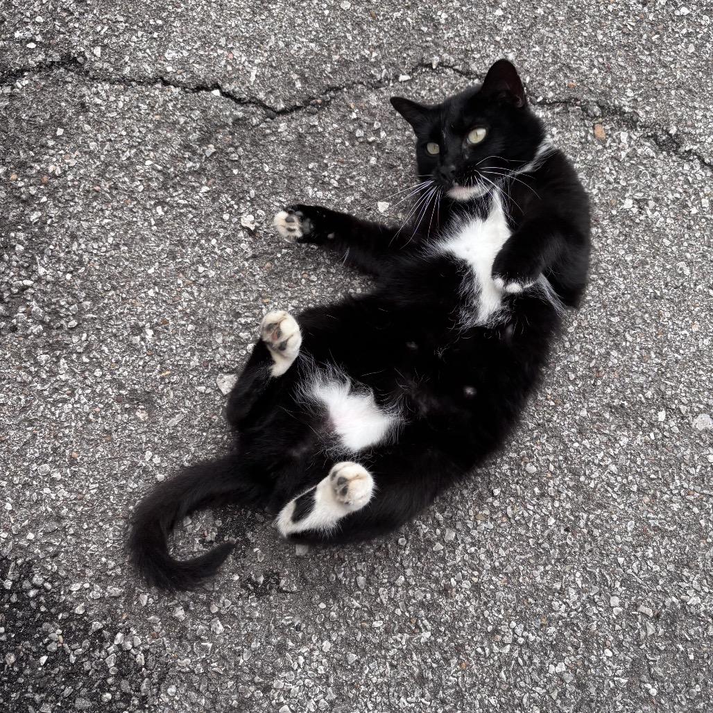 Deli, Adoptable, Adult Female Domestic Short Hair.