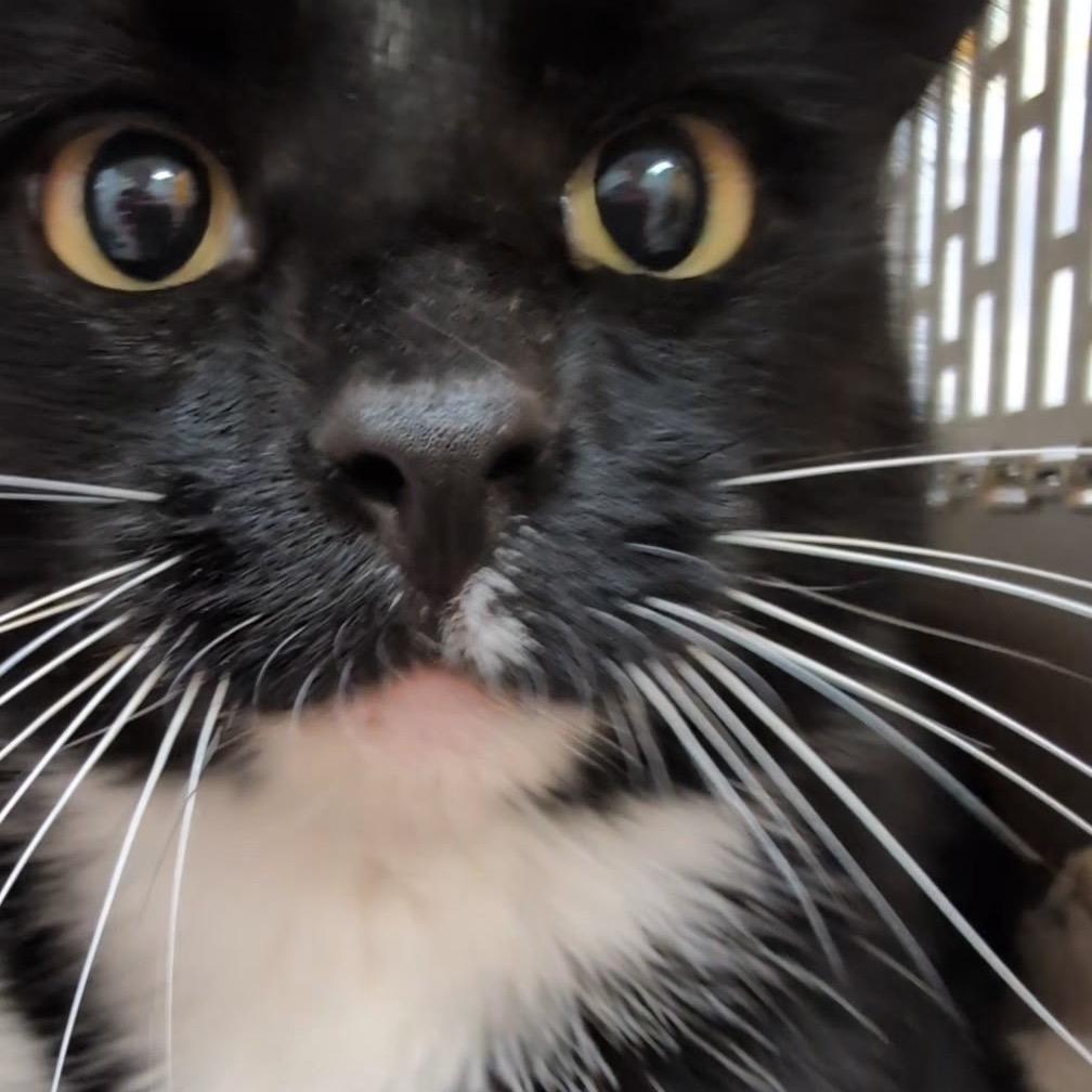 Enlarge Deli, a Adoptable Domestic Short Hair in Kansas City, MO image 2/2