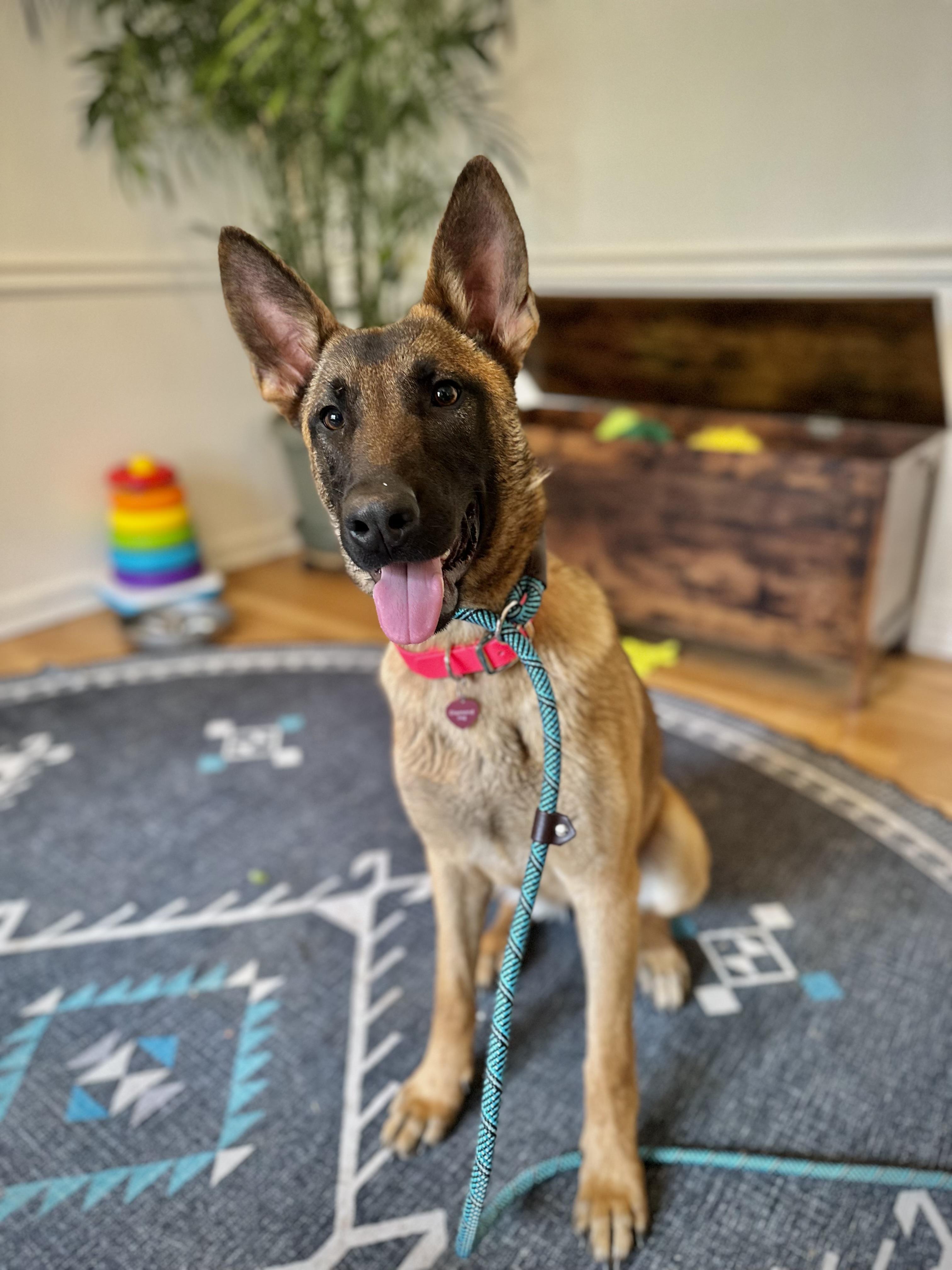 Four, ADOPTABLE, Young Female Belgian Shepherd / Malinois.