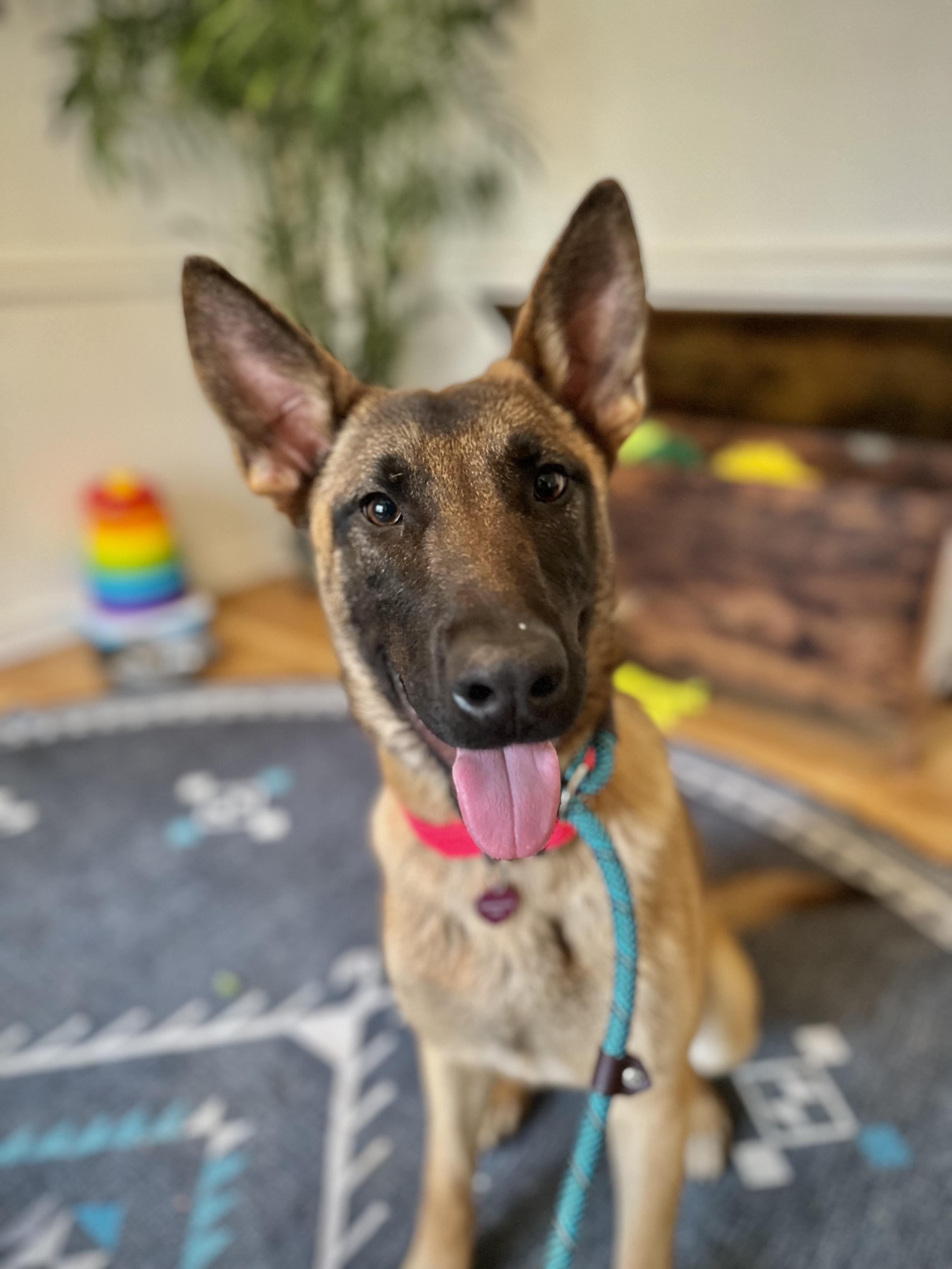 Four, a ADOPTABLE Belgian Shepherd / Malinois in Atlanta, GA image 2/2