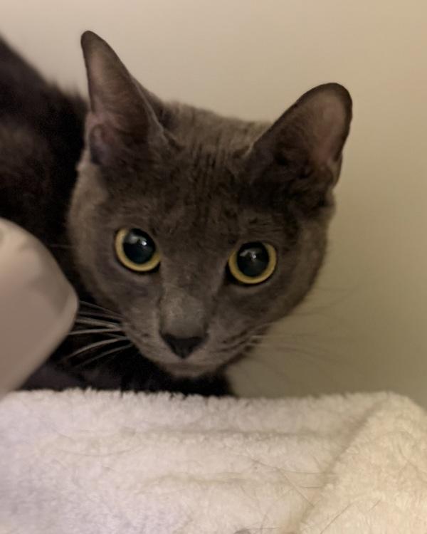 Enlarge Jinx, a Adoptable mixed breed in Canton, GA image 1/1