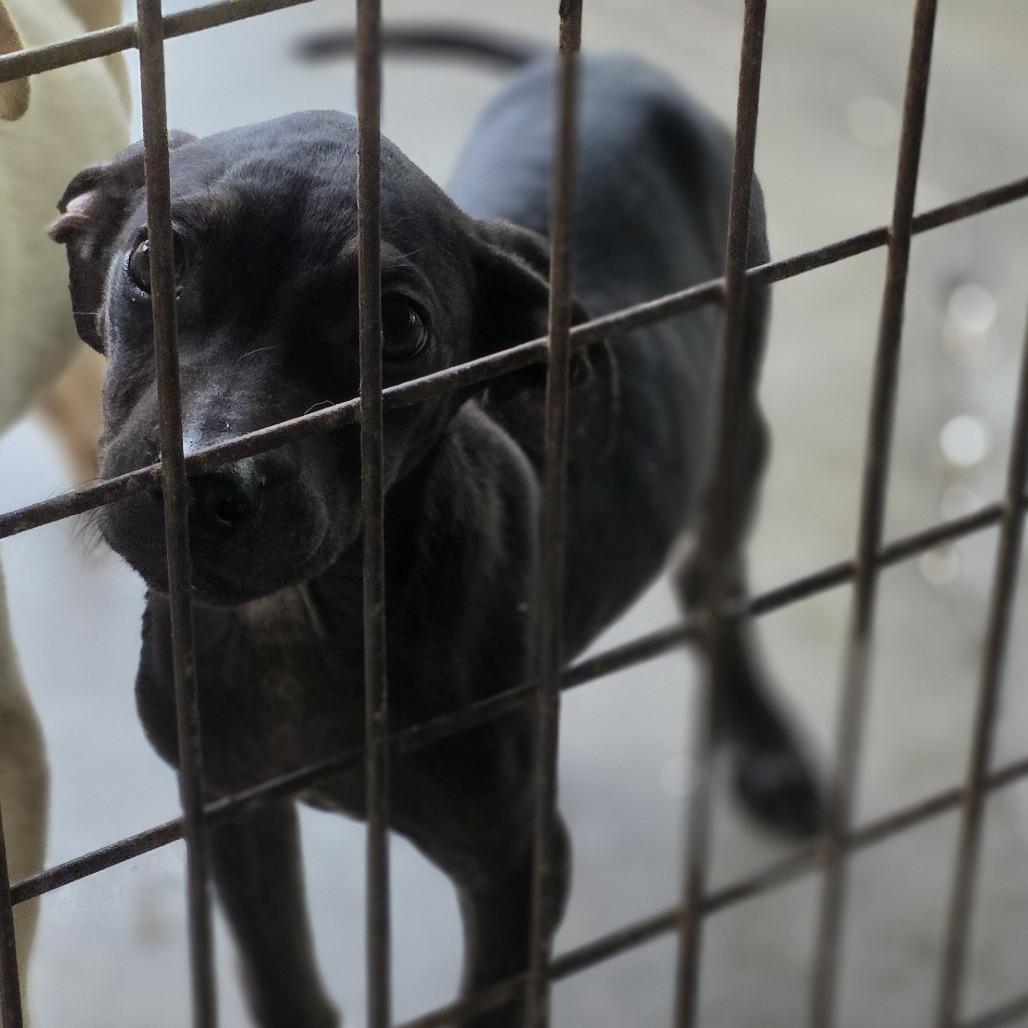 Paul, Adoptable, Puppy Male Terrier.