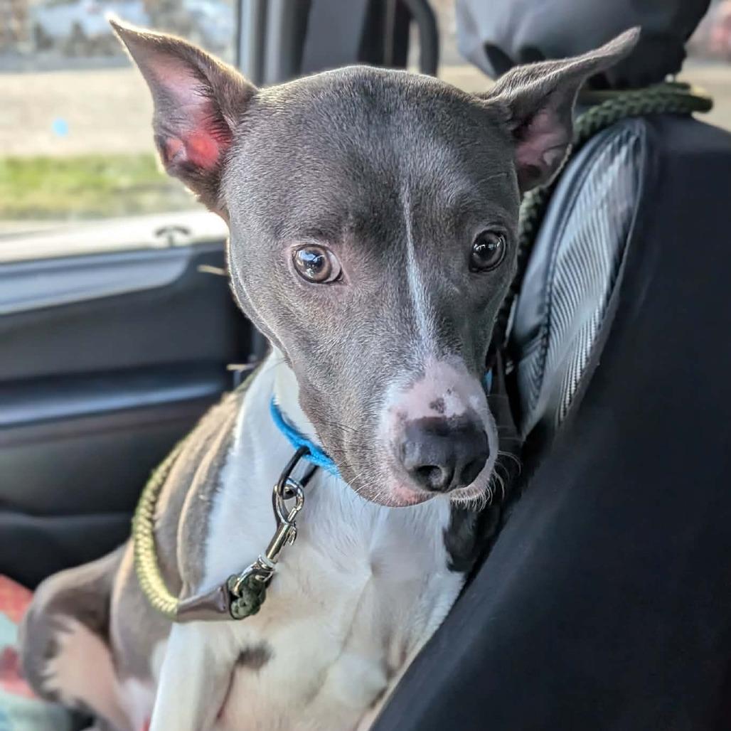 Nana, a Adoptable Mixed Breed in Greenville, PA image 1/6
