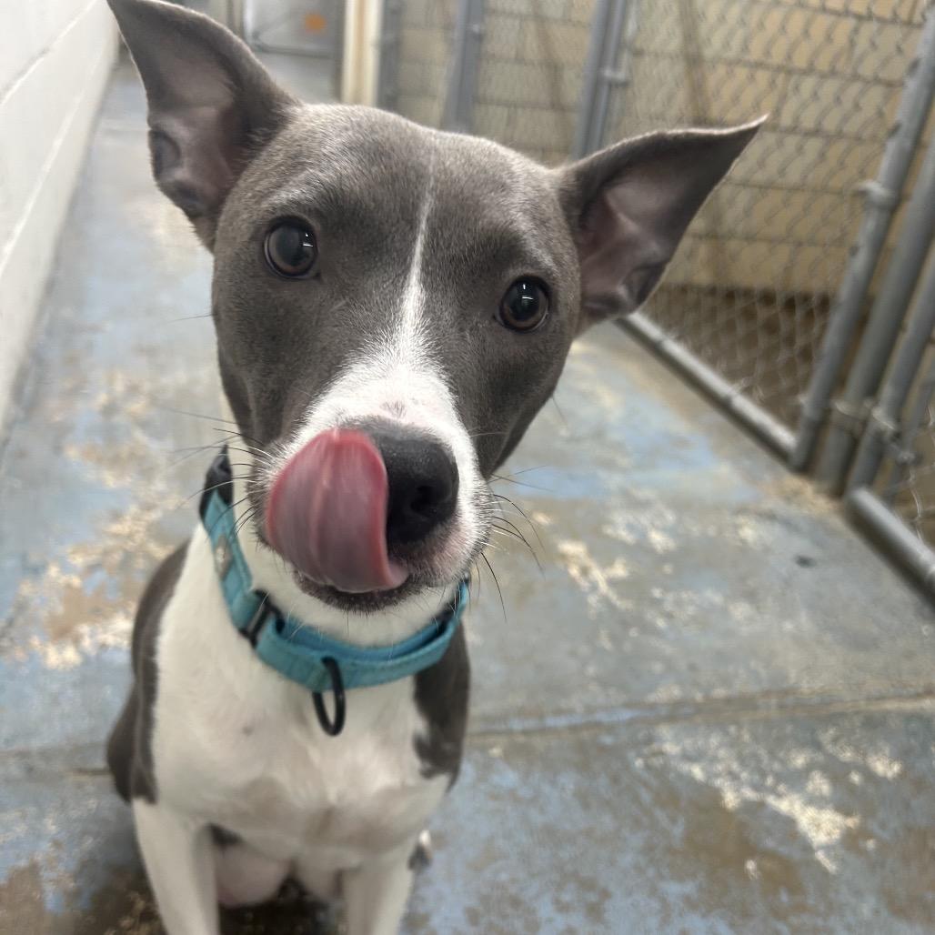 Nana, a Adoptable Mixed Breed in Greenville, PA image 2/6
