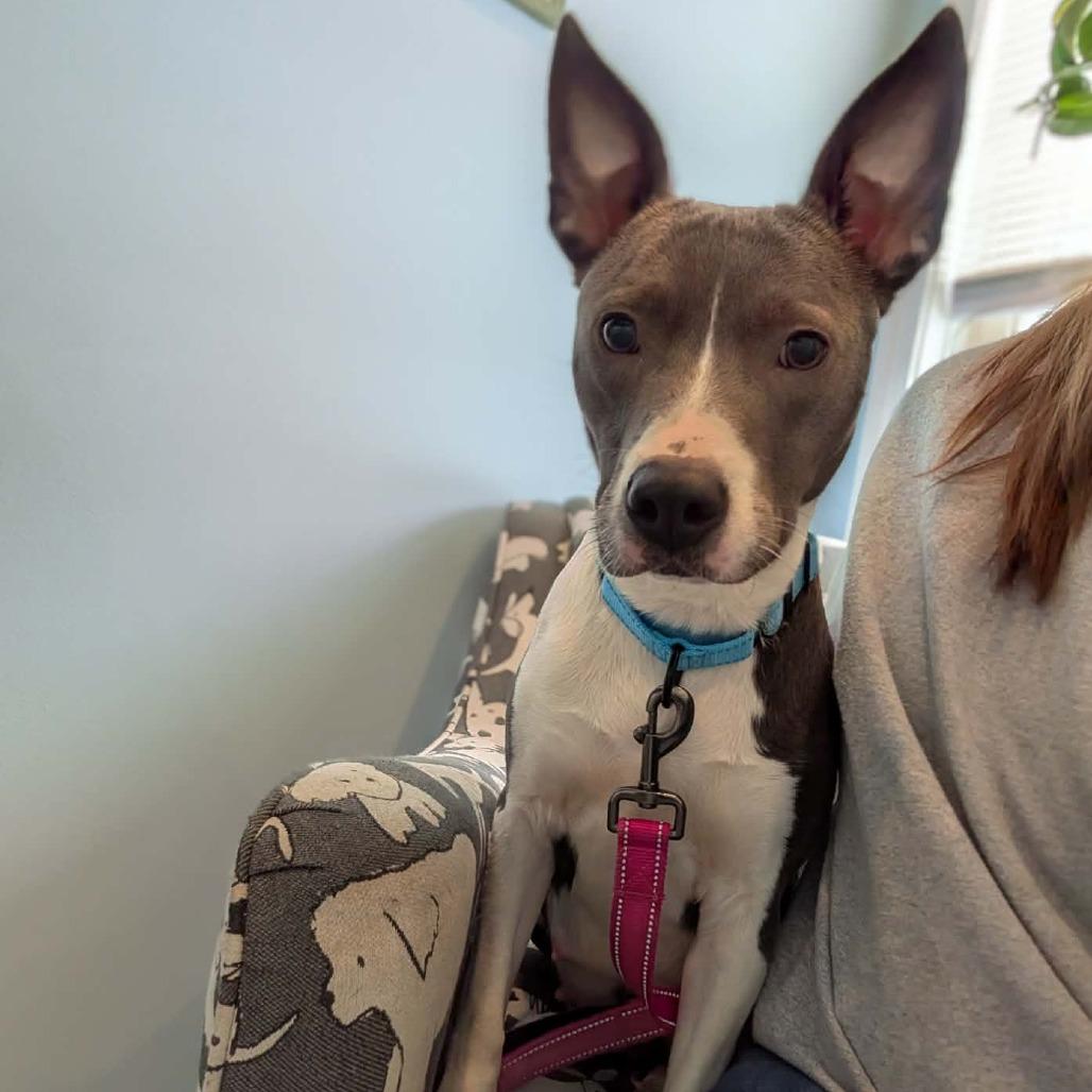 Nana, a Adoptable Mixed Breed in Greenville, PA image 3/6