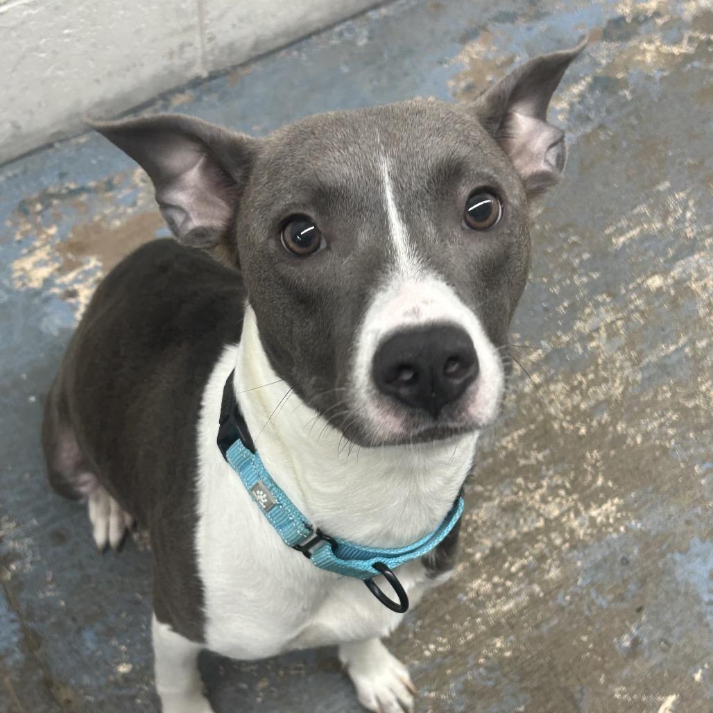 Nana, a Adoptable Mixed Breed in Greenville, PA image 4/6