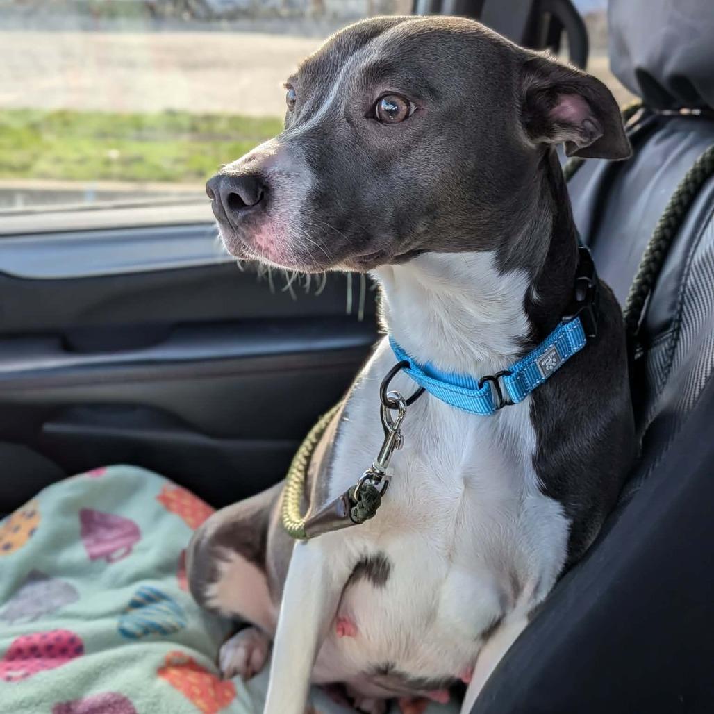 Nana, a Adoptable Mixed Breed in Greenville, PA image 5/6