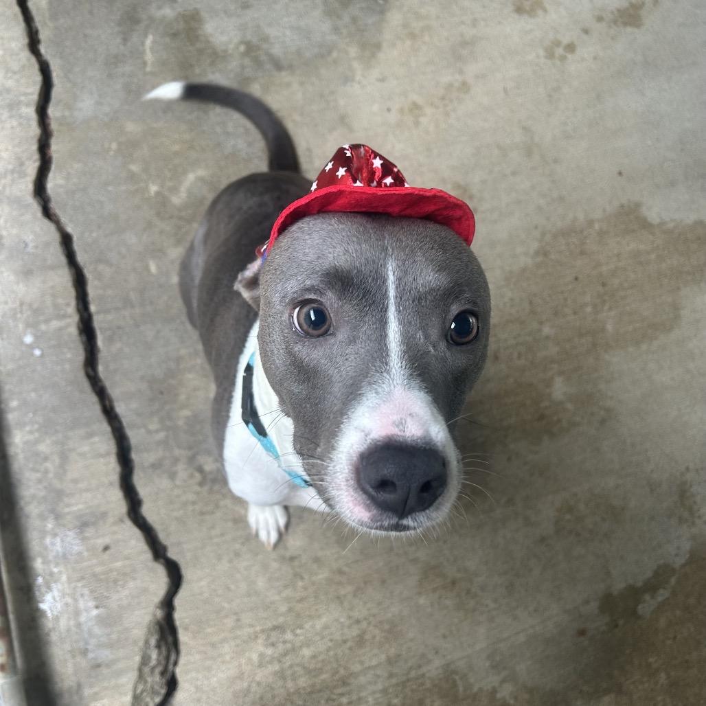 Nana, a Adoptable Mixed Breed in Greenville, PA image 6/6