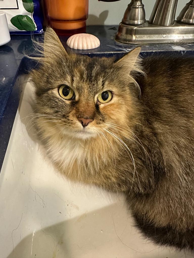 Stray Cat C-94-26, Adoptable, Young Female Domestic Short Hair.