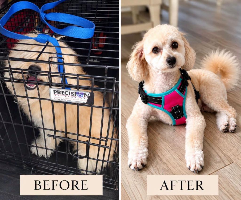 BEAR, Adopted, Young Male Poodle.