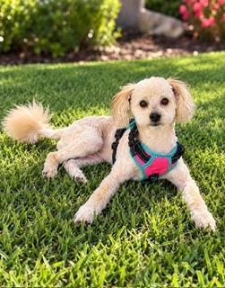 Enlarge BEAR, a Adopted mixed breed in Palm City, FL image 2/2