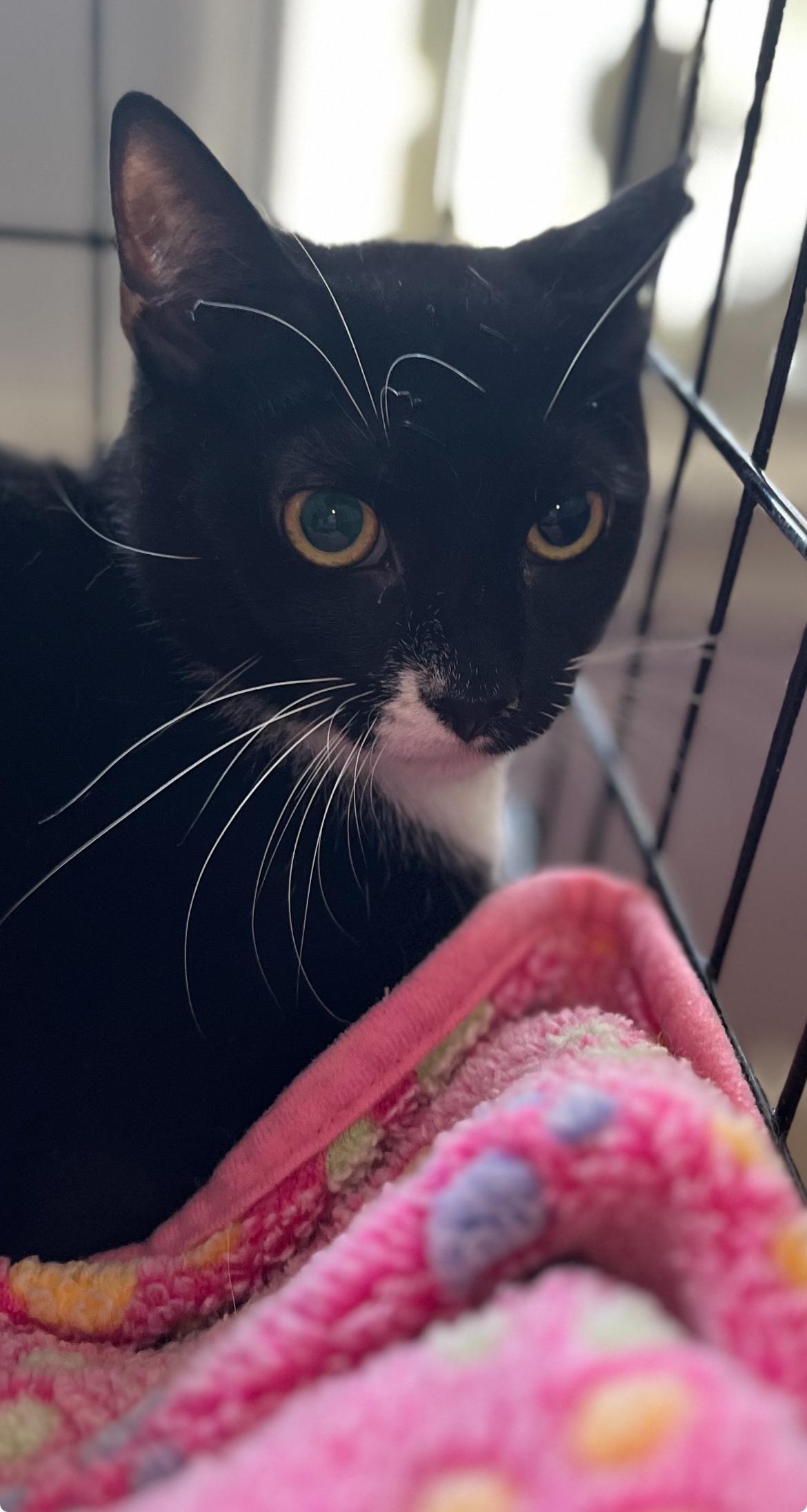Marshmallow, Young Male Tuxedo