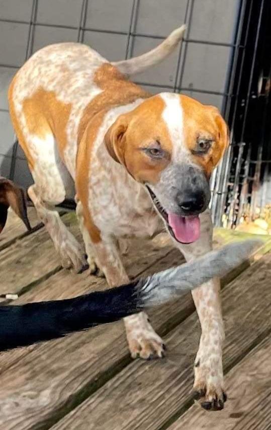 Bailey (fka Ilona) — thumbnail 2