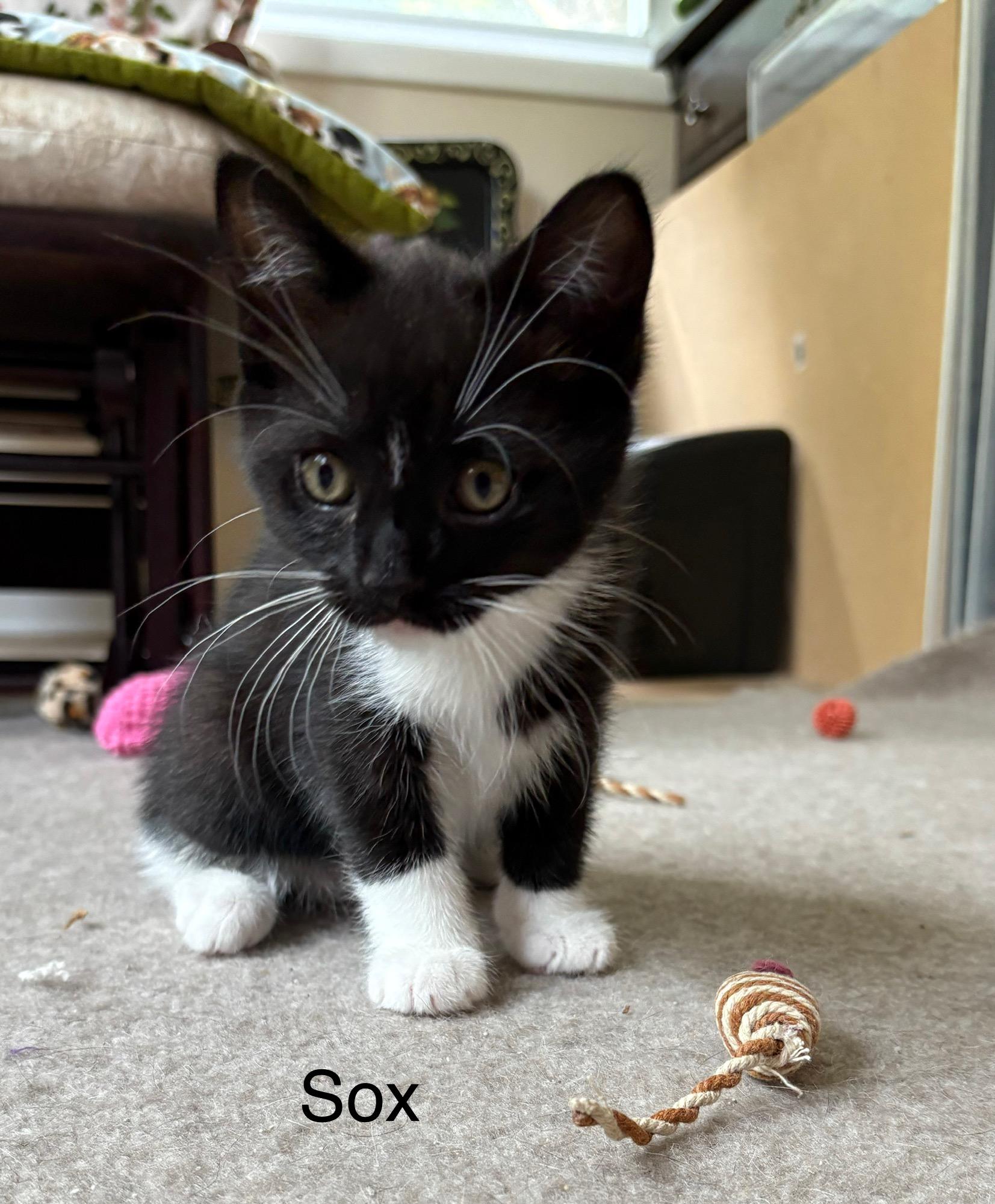 Enlarge Sox (Lil Blaze), a Adoptable Tuxedo in Delmar, NY image 3/4