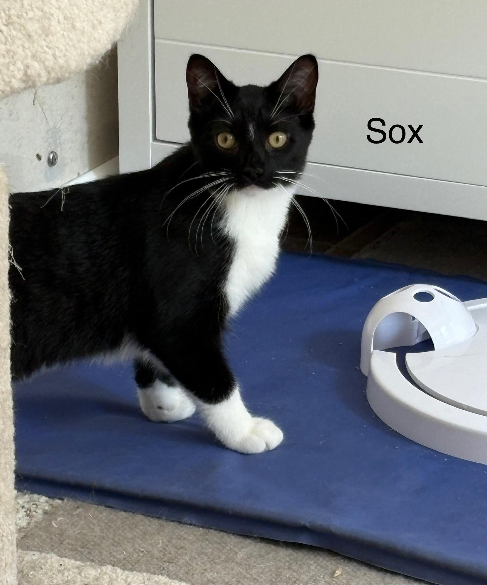Enlarge Sox (Lil Blaze), a Adoptable Tuxedo in Delmar, NY image 2/4