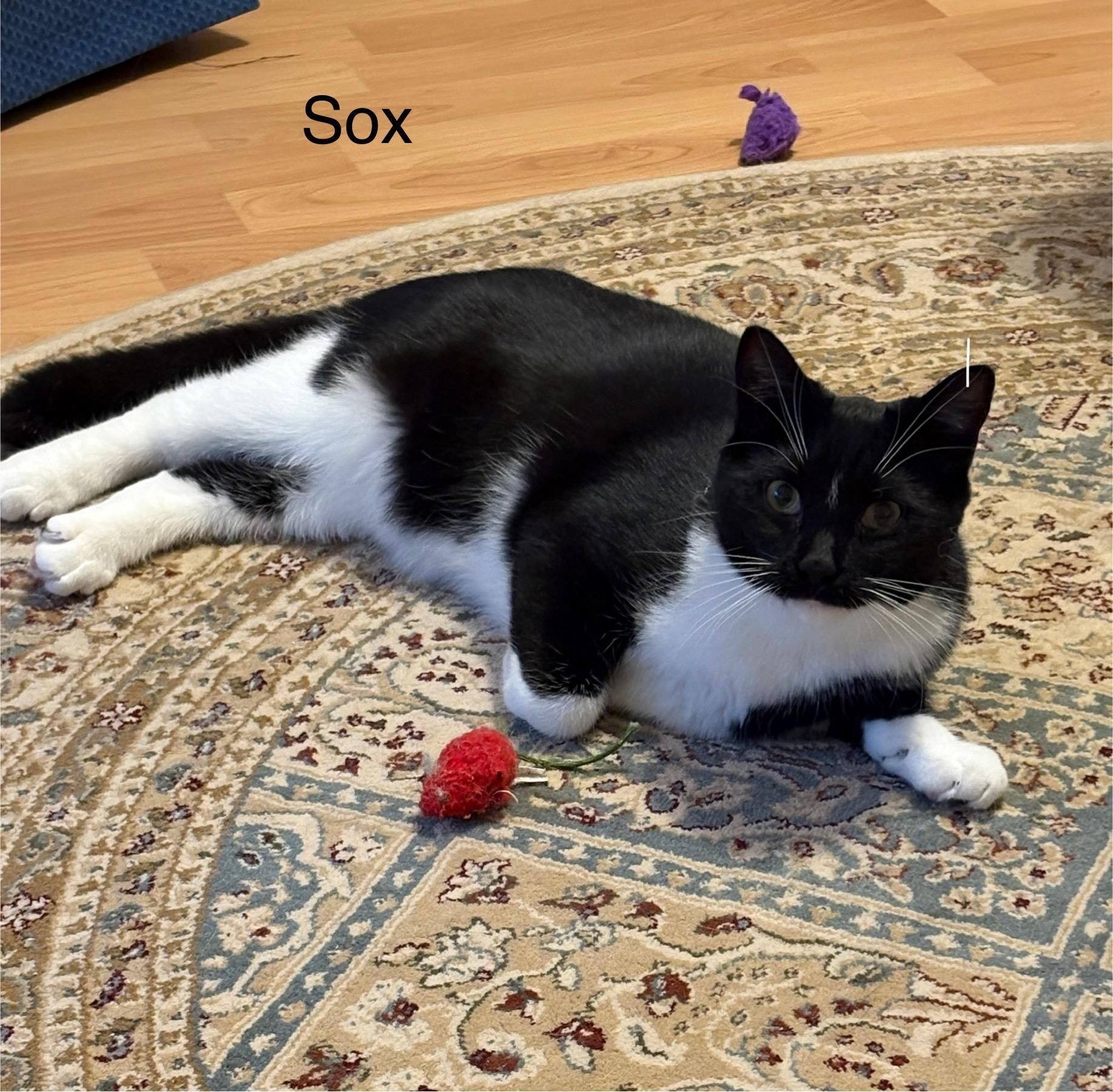 Sox (Lil Blaze), Adoptable, Young Female Tuxedo.