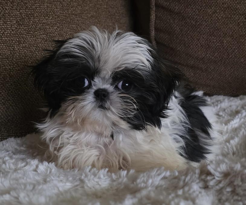 Enlarge Tinsel, an adopted Shih Tzu in Overland Park, KS image 1/2