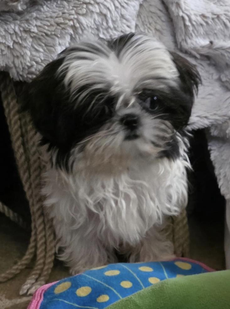 Enlarge Tinsel, an adopted Shih Tzu in Overland Park, KS image 2/2
