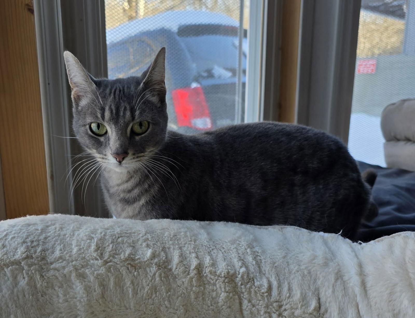 Peanut, Adoptable, Young Female Domestic Short Hair.