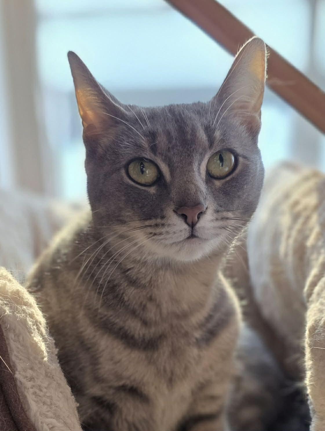 Enlarge Peanut, a Adoptable Domestic Short Hair in Woodsfield, OH image 3/3