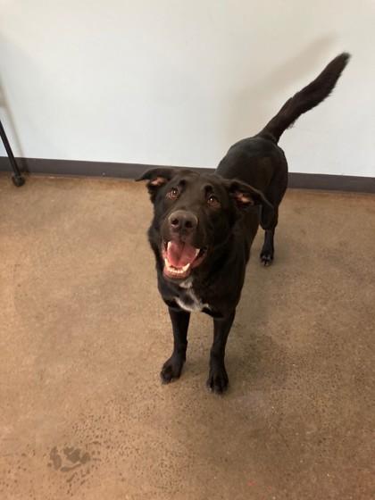 Felix, an adopted mixed breed in Mishawaka, IN image 2/4