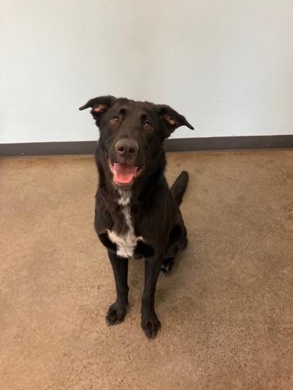 Felix, an adopted mixed breed in Mishawaka, IN image 3/4