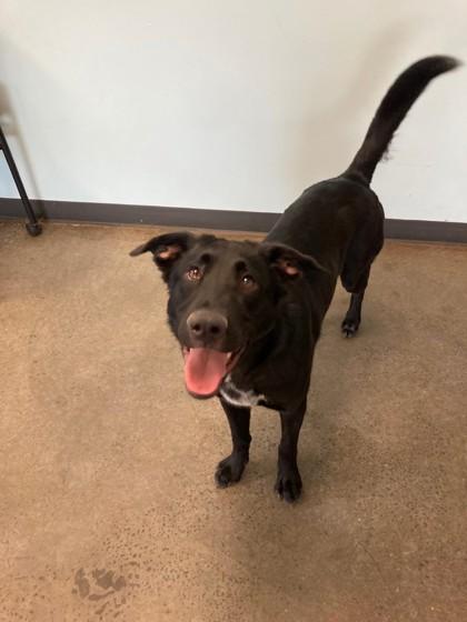 Felix, an adopted mixed breed in Mishawaka, IN image 4/4