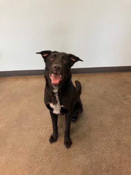 Felix, adopted, Adult Female Mixed Breed.