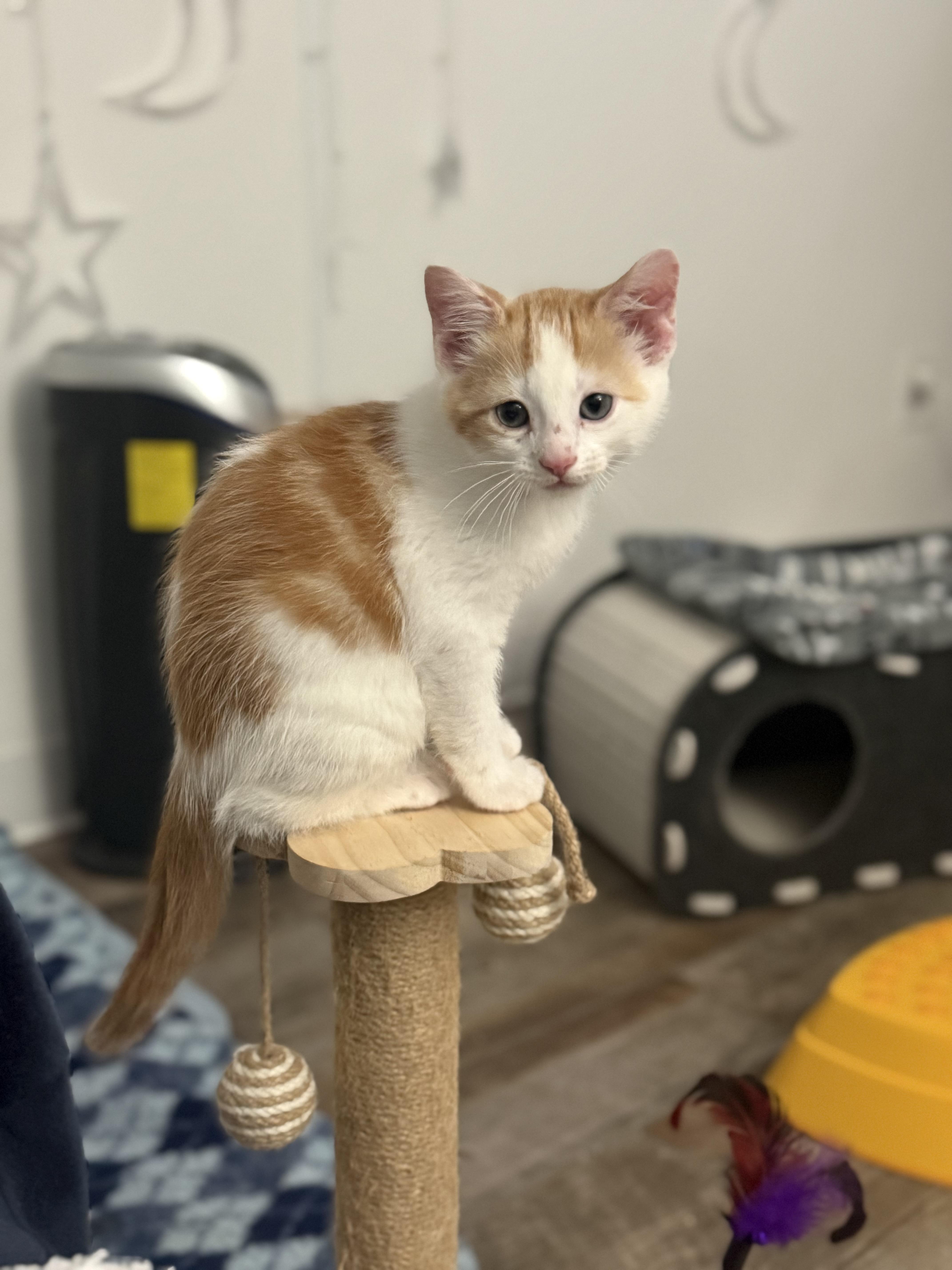 Enlarge Simon, a Adoptable Domestic Short Hair in Woodville , WI image 3/6