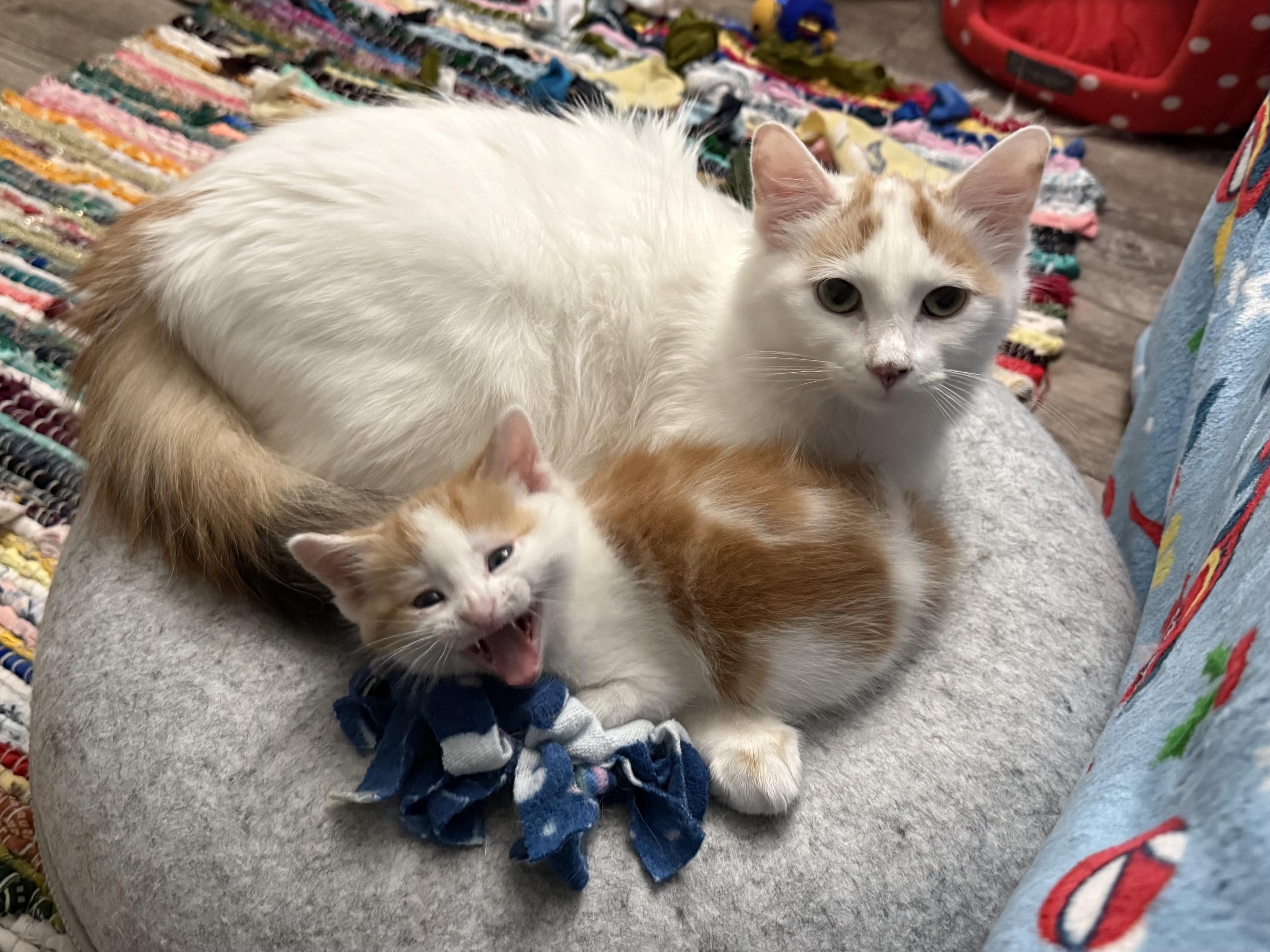 Enlarge Simon, a Adoptable Domestic Short Hair in Woodville , WI image 4/6