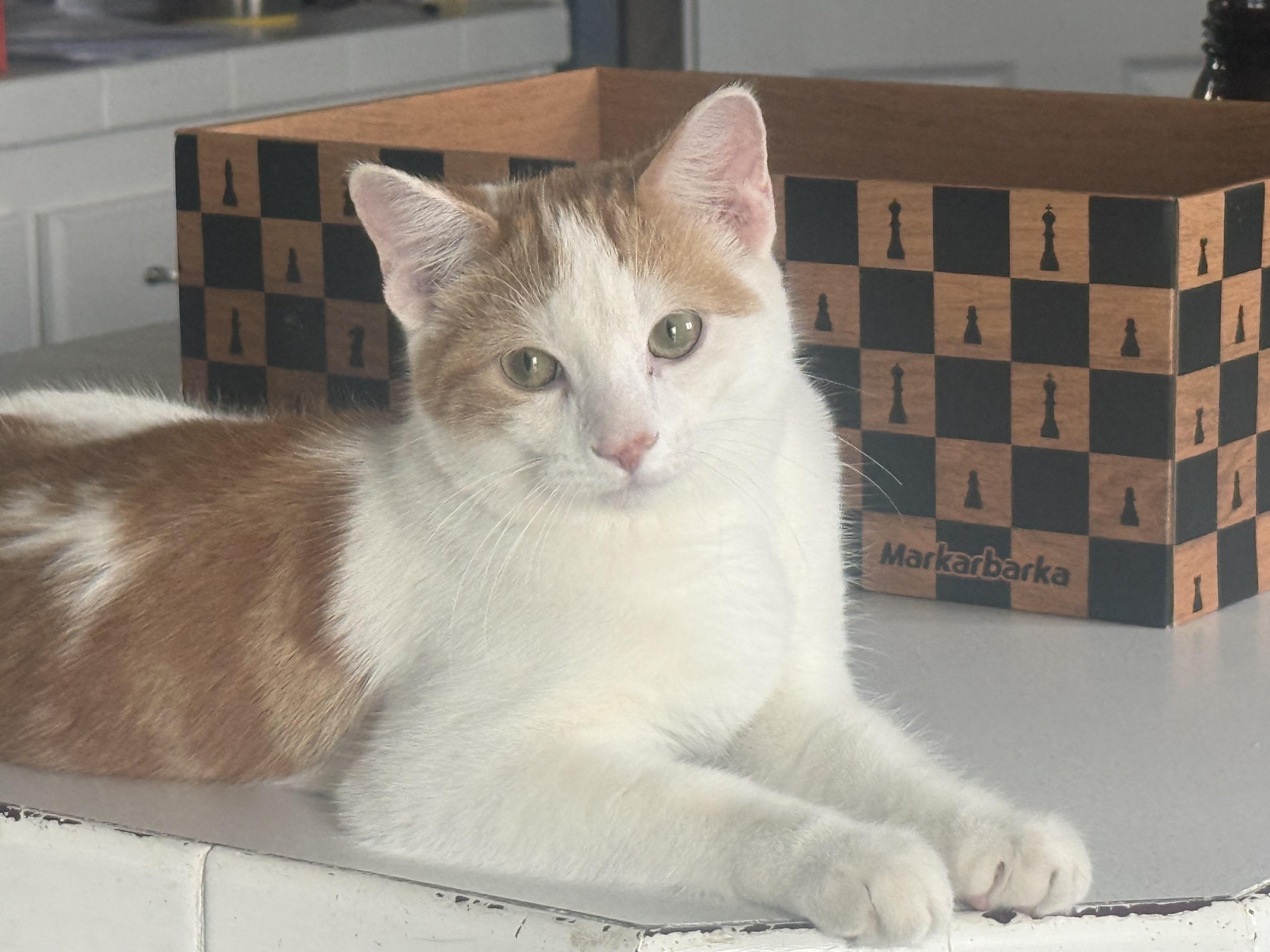 Enlarge Simon, a Adoptable Domestic Short Hair in Woodville , WI image 2/6