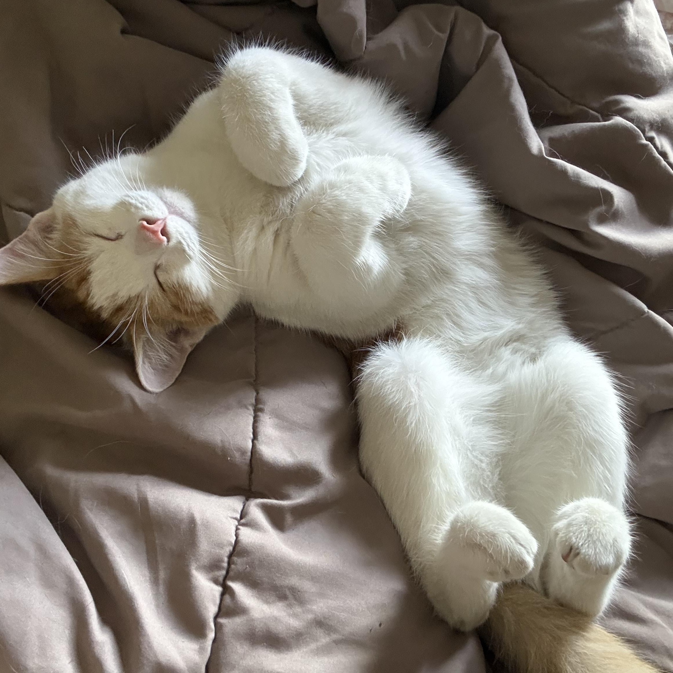 Simon, Adoptable, Kitten Male Domestic Short Hair.