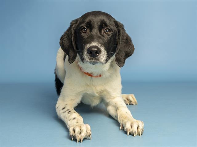 SHNOOKUMS, Adoptable, Puppy Male Australian Cattle Dog / Blue Heeler & Poodle.