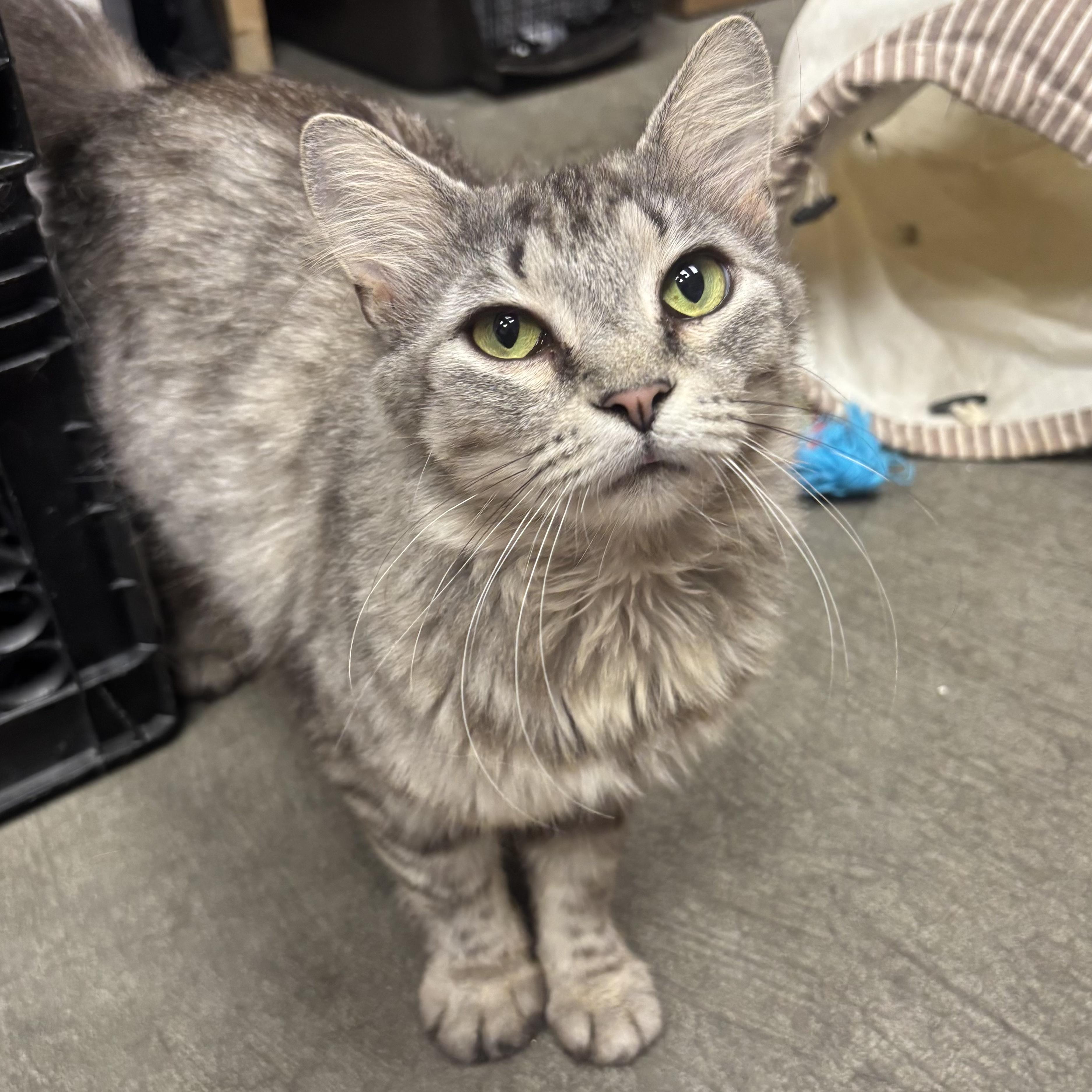 Pandora, a Adoptable Domestic Long Hair in Waynesburg, PA image 2/4