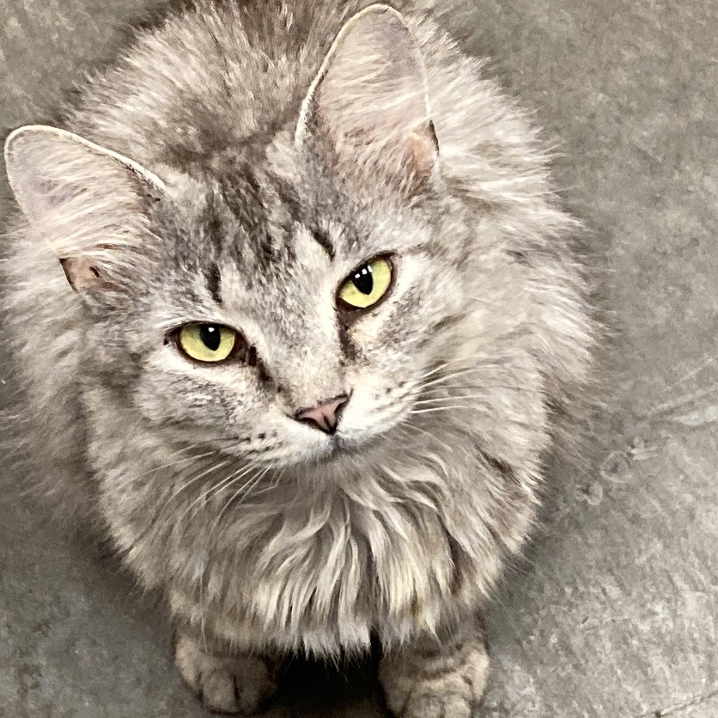 Pandora, a Adoptable Domestic Long Hair in Waynesburg, PA image 3/4