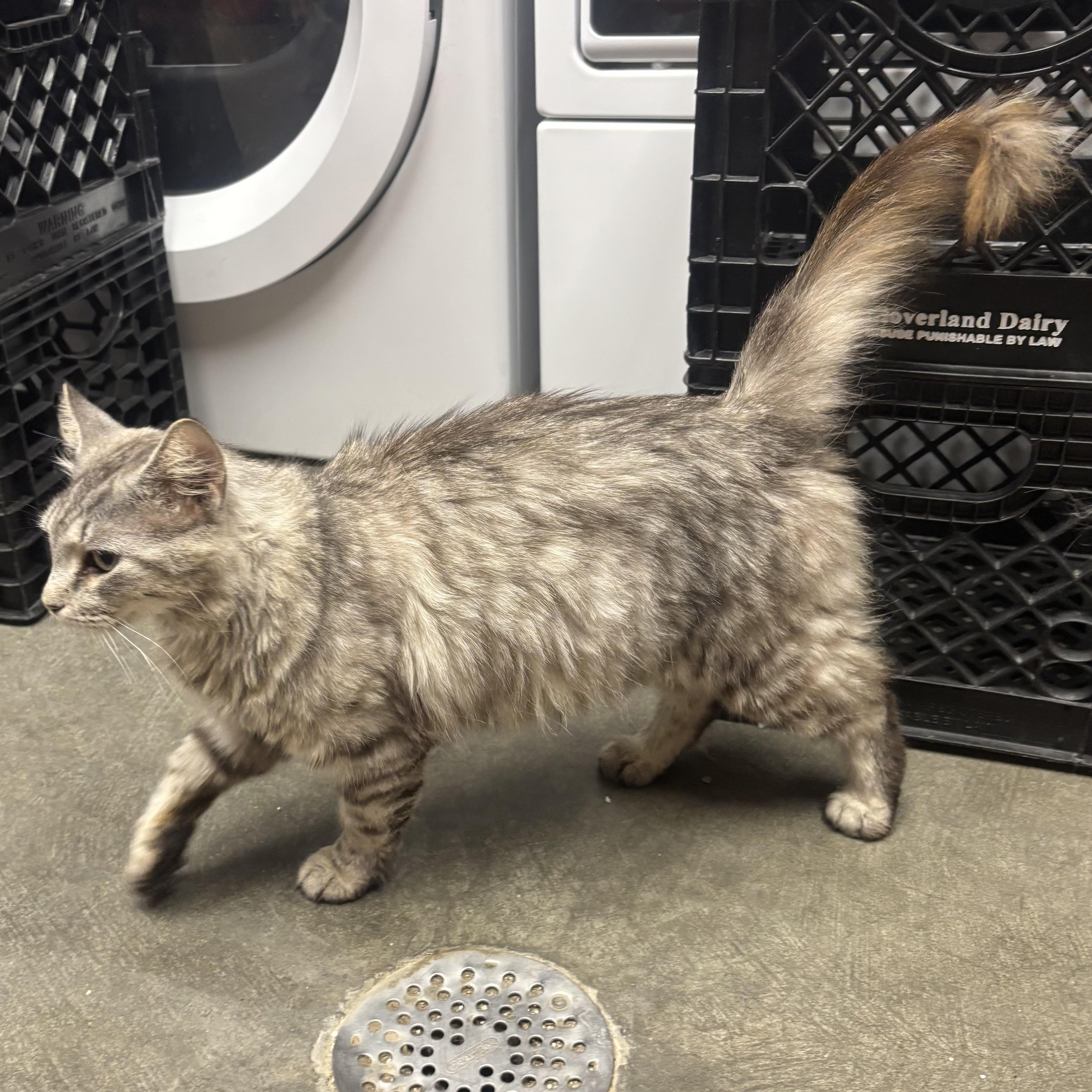 Pandora, a Adoptable Domestic Long Hair in Waynesburg, PA image 4/4