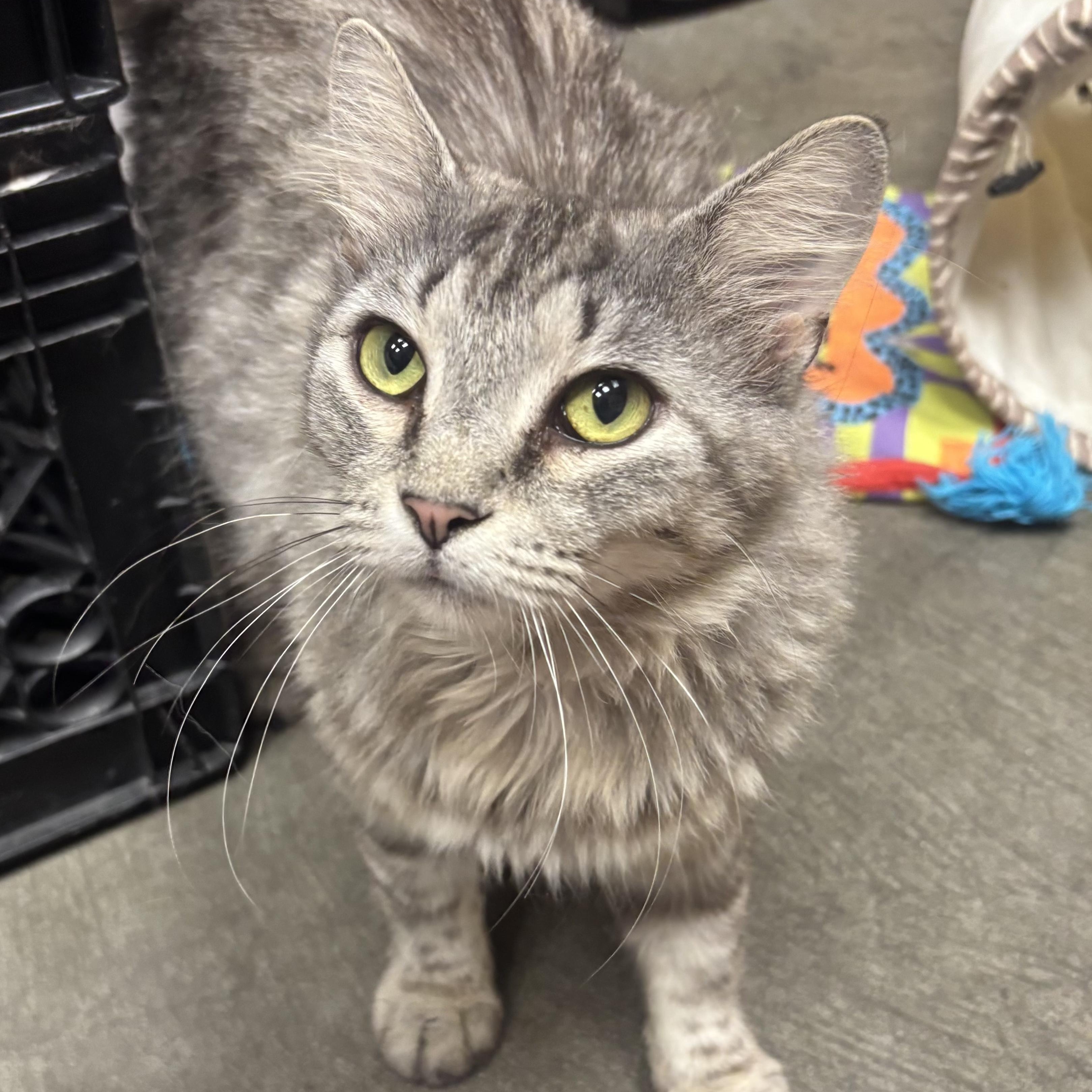 Pandora, a Adoptable Domestic Long Hair in Waynesburg, PA image 1/4