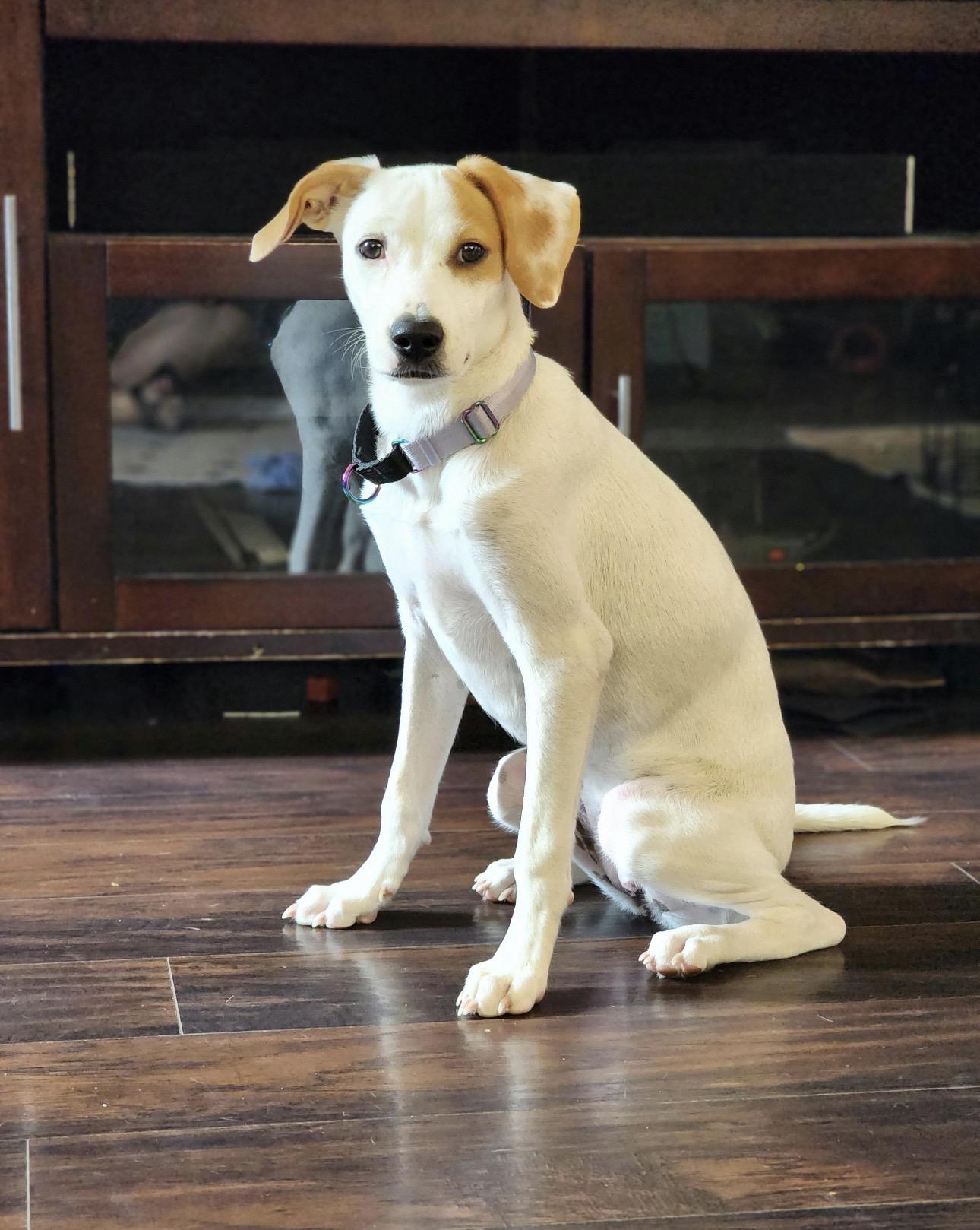 PERLA - loves kids, an adopted mixed breed in Dundalk, MD image 2/5