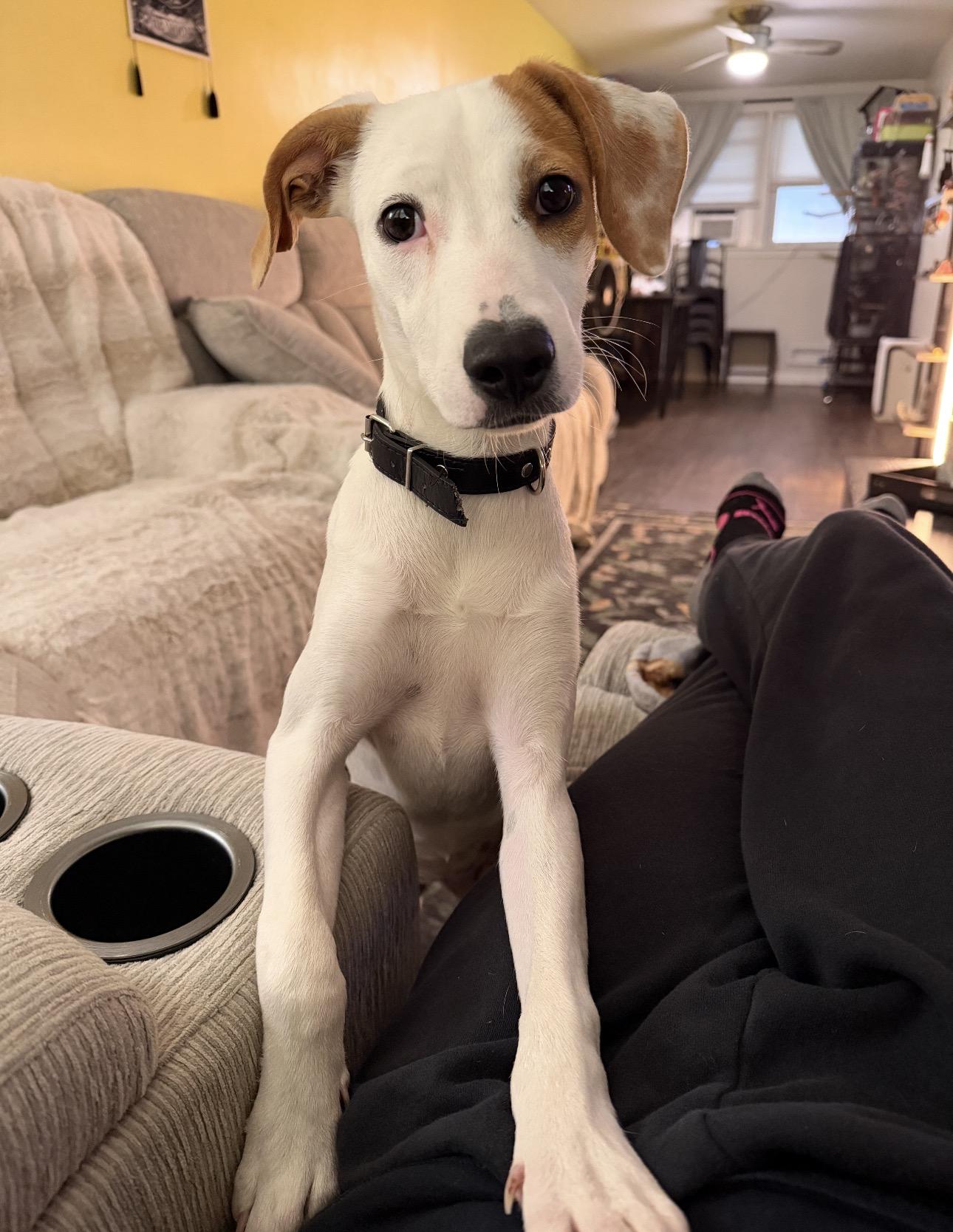 PERLA - loves kids, an adopted mixed breed in Dundalk, MD image 1/5
