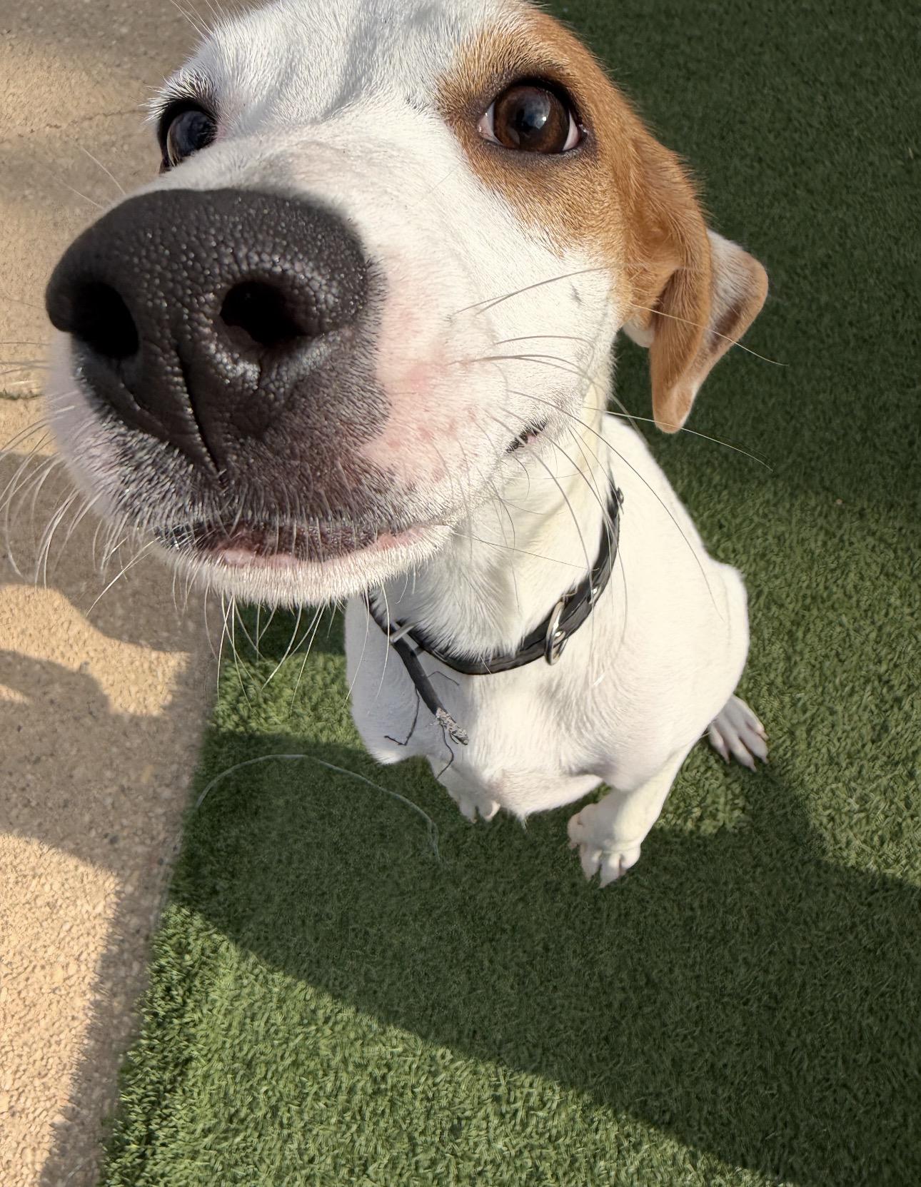 PERLA - loves kids, an adopted mixed breed in Dundalk, MD image 3/5