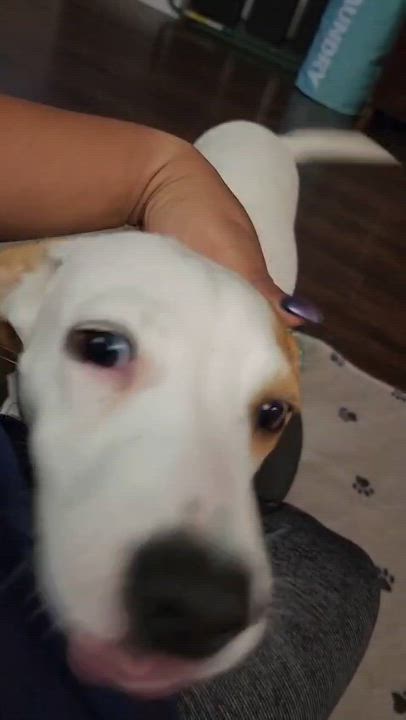 Enlarge PERLA - loves kids, an adopted mixed breed in Dundalk, MD video 4/5
