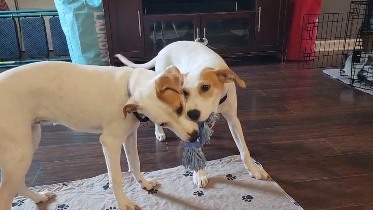 Enlarge PERLA - loves kids, an adopted mixed breed in Dundalk, MD video 5/5