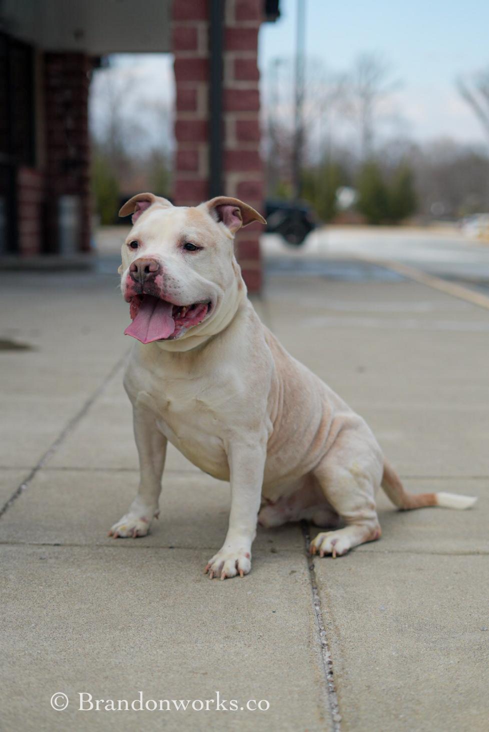 Blizzard, a ADOPTABLE mixed breed in Stafford, VA image 5/6