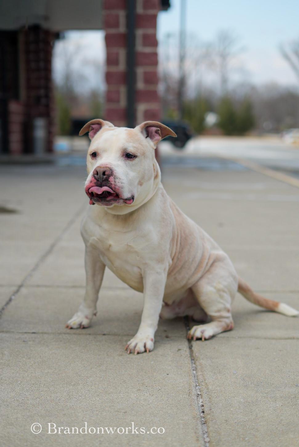 Blizzard, a ADOPTABLE mixed breed in Stafford, VA image 4/6