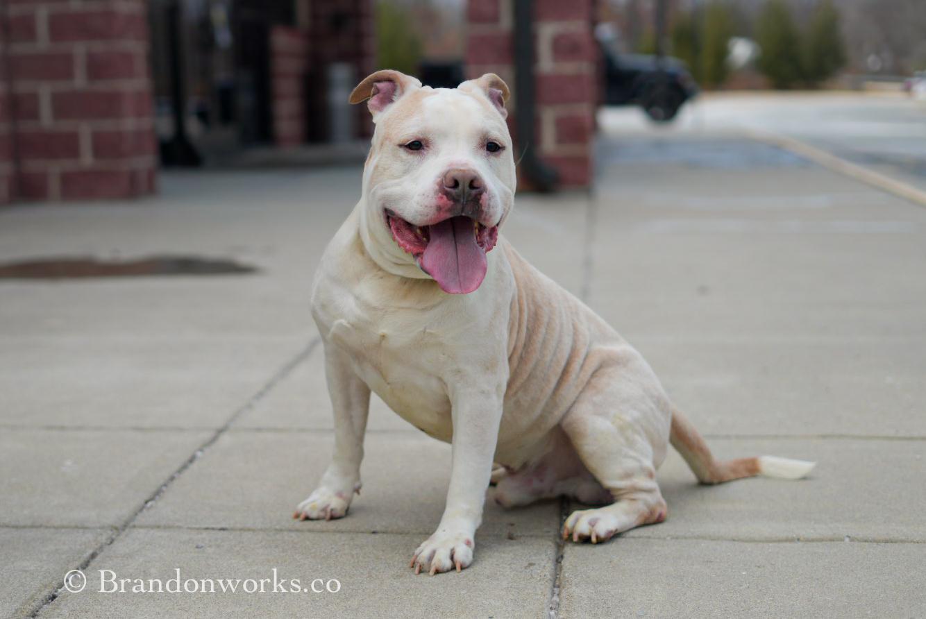 Blizzard, a ADOPTABLE mixed breed in Stafford, VA image 1/6