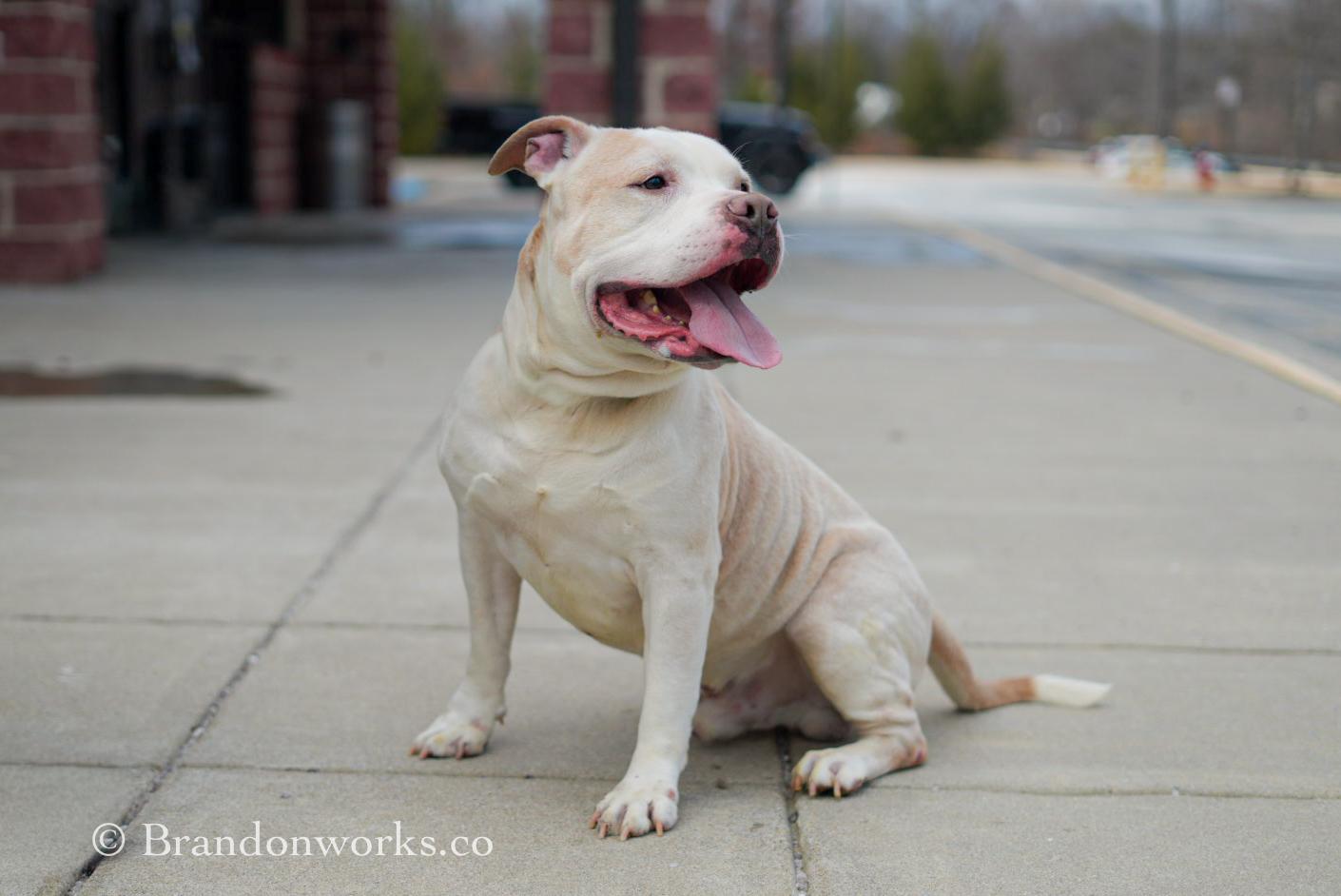 Blizzard, a ADOPTABLE mixed breed in Stafford, VA image 3/6